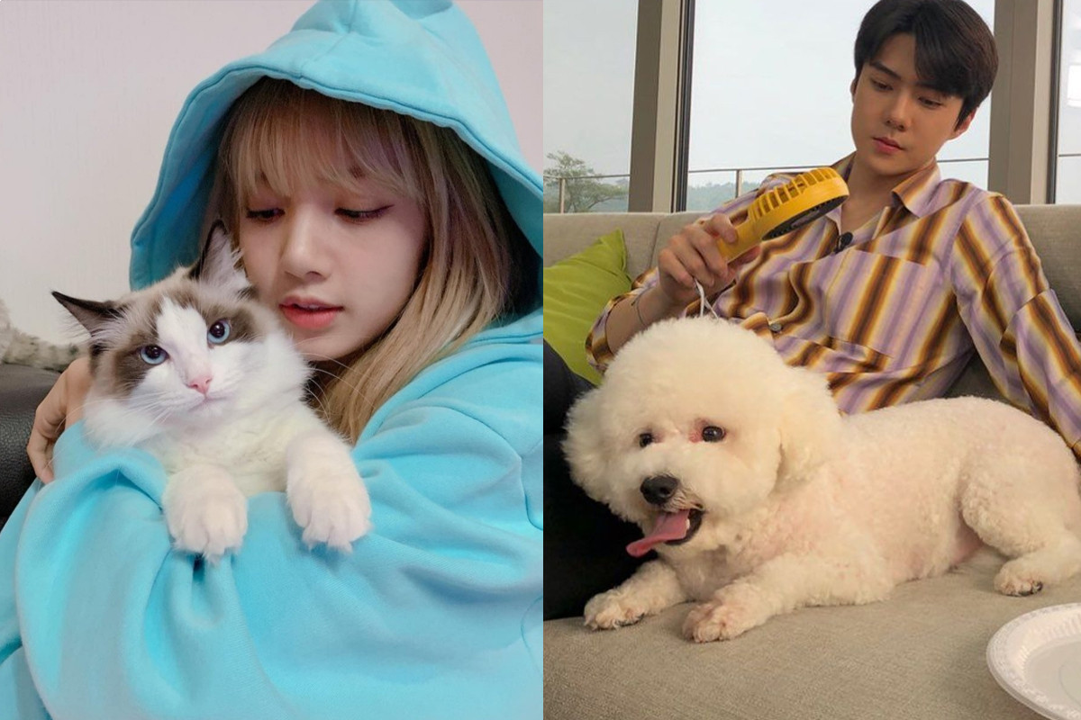 Idols and pets: The most famous cats & dogs in K-Pop