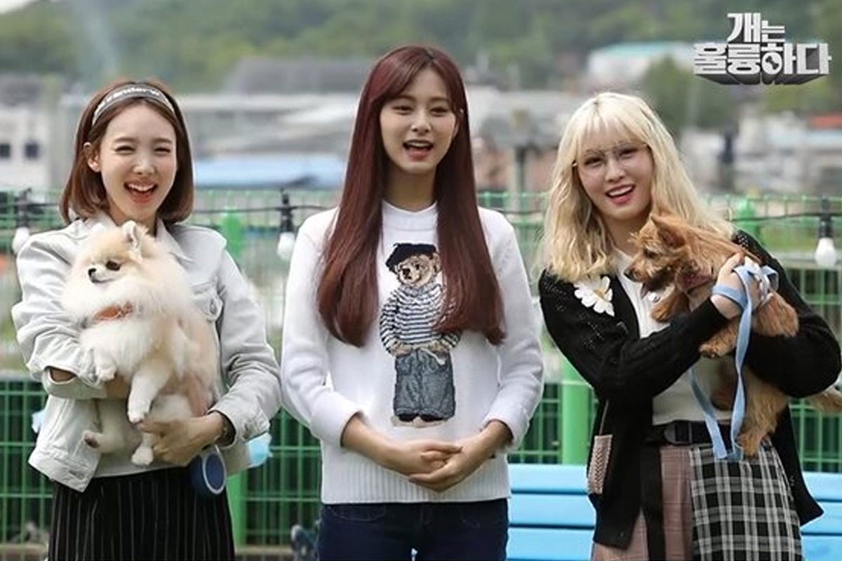 TWICE Momo, Nayeon and Tzuyu to guest on KBS 'Dogs Are Incredible'