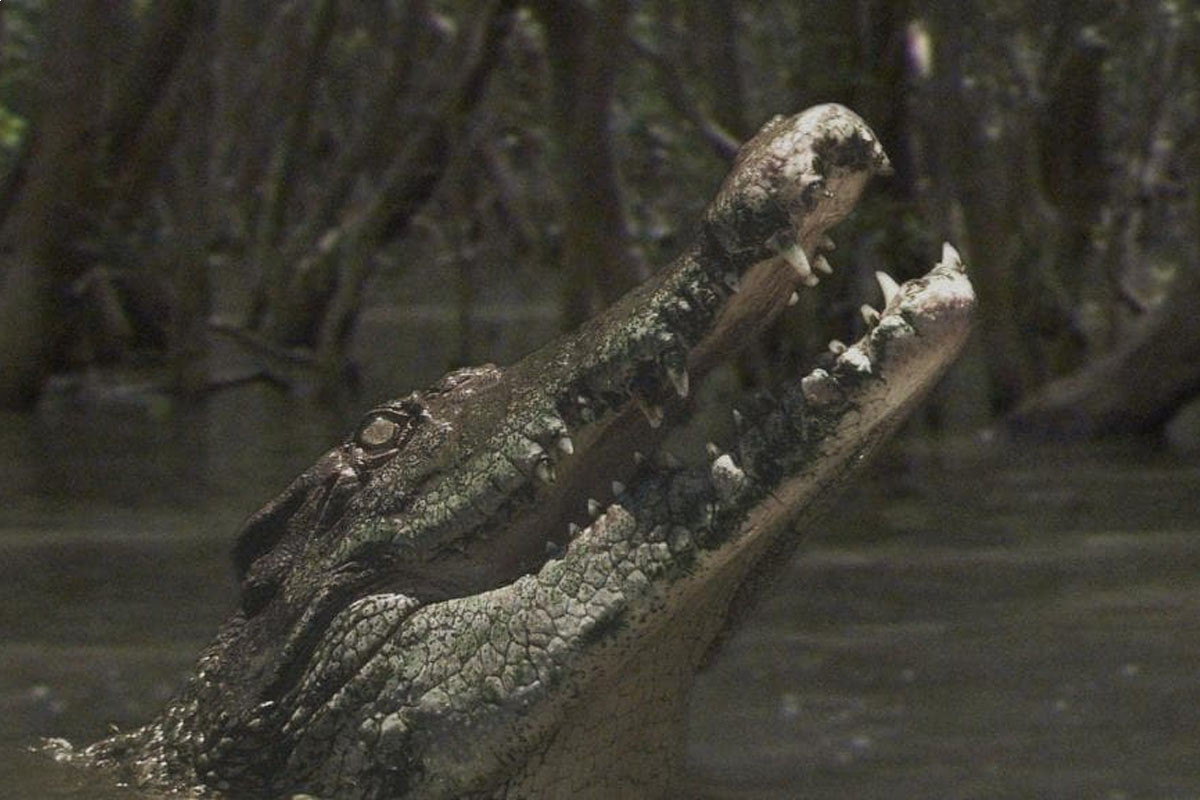 Crocodiles - The most terrifying predator on screen