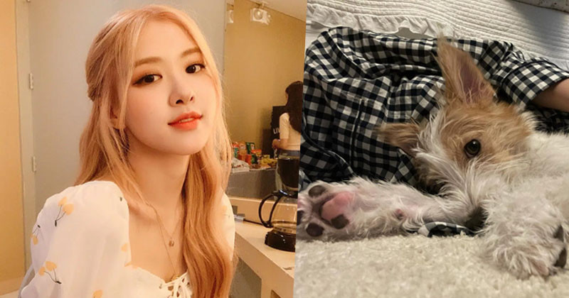 BLACKPINK Rosé Recent Adopts New Puppy and Immediately Make Him An Instagram Star