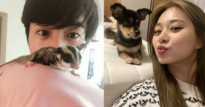 4 Idols Interacting With Animals That Went Viral For Being Adorable